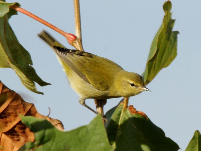 Orange-crowned Warbler